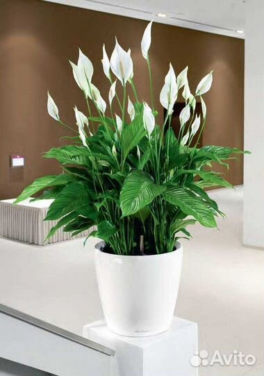 Гиганский Спатифиллум 110см 85см