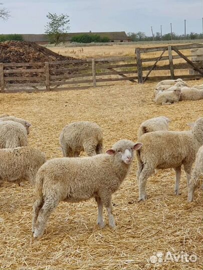 Овцы бараны ягнята