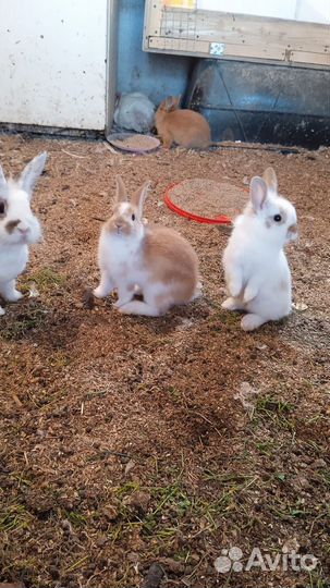 Продам кроликов декоративных