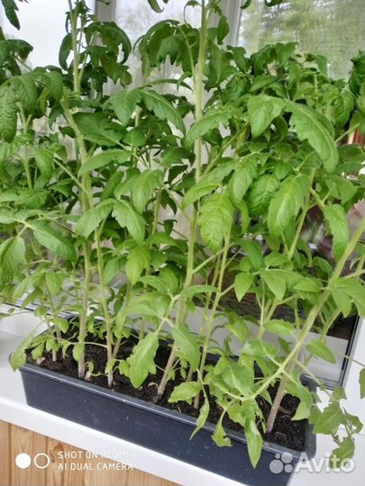 Рассада помидоров
