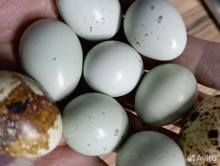 Яйцо перепелиное инкубационное