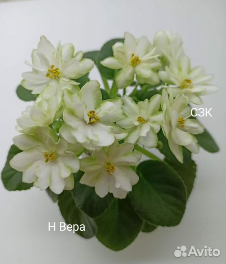 Сортовые мини фиалки ч. 2