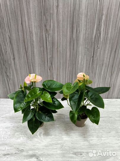 Антуриум Андреанум Спирит (Anthurium Spirit)