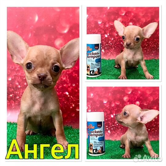 Супер Мини мальчик чихуахуа. Ангел