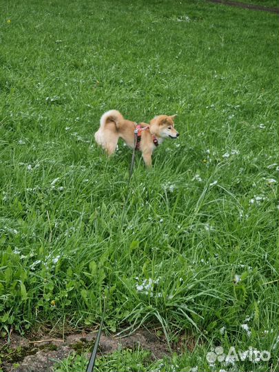 Передержка и выгул собак(зооняня),зоотакси