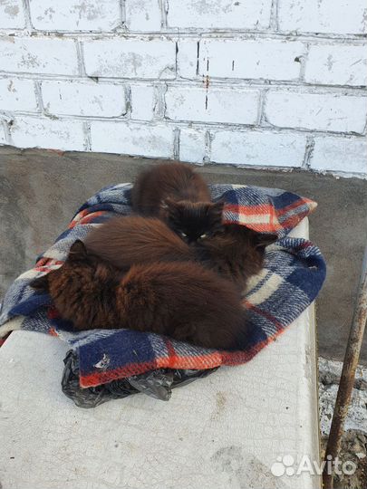 Котята пушистые