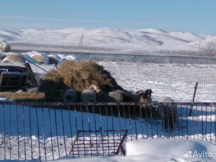 Сено,солома зелень отличного качества