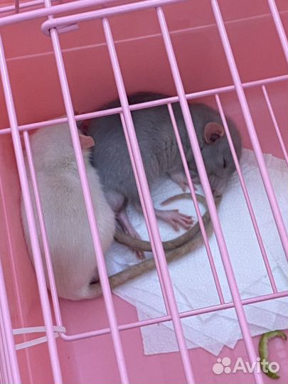 Крыски с клеткой