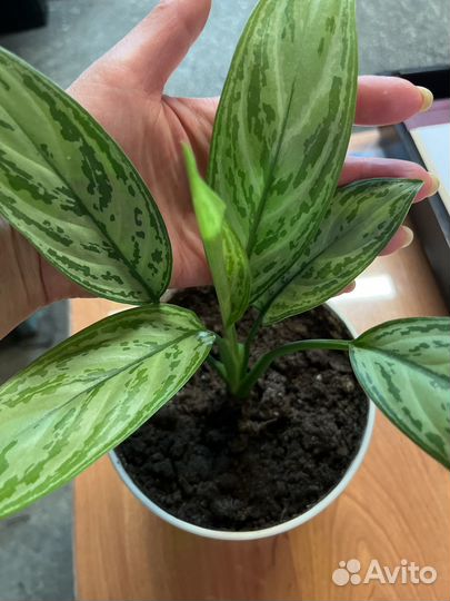 Комнатные цветы