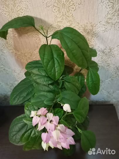 Клеродендрум. Комнатный цветок