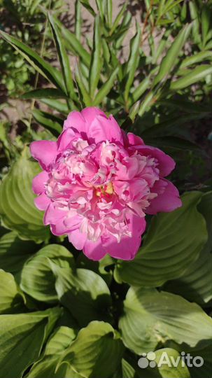 Пион кустом