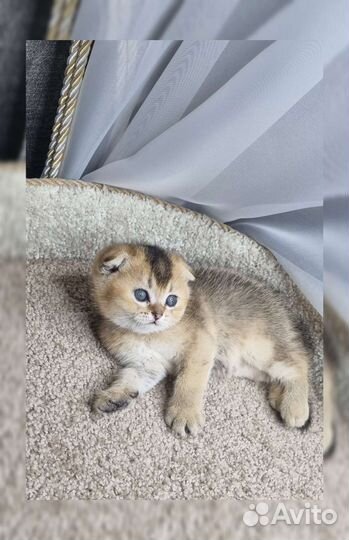 Котенок Шотландец Фолд