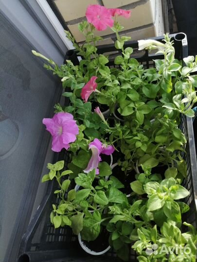 Петуния, бархатцы, лобелия, львиный зев