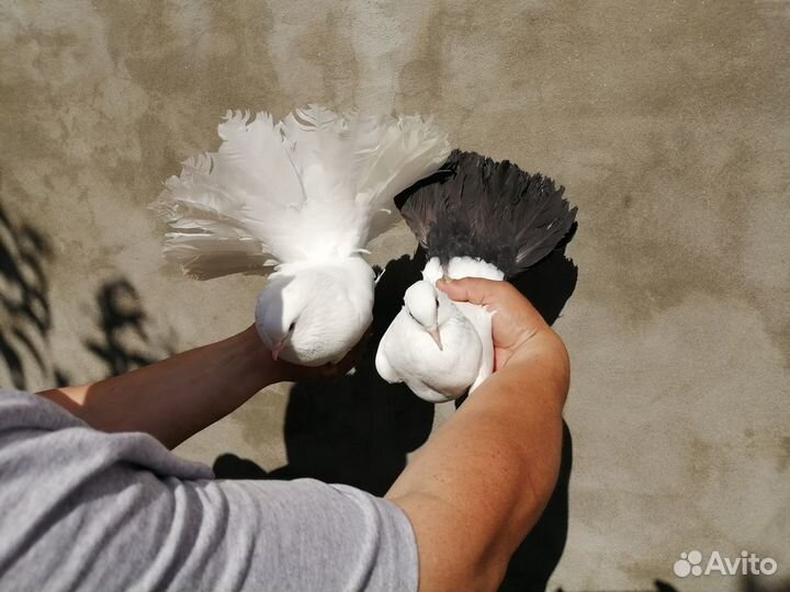 Продам голубей