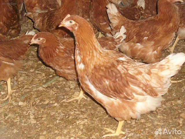 Курочка Ломан браун