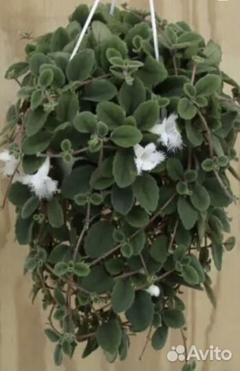 Альсобия, редкий вид, кружевная