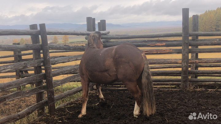 Жеребец Рус.Тяж