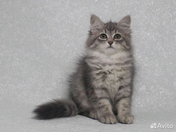 Королева Коллет сибирская красавица