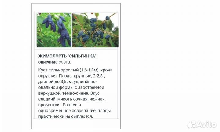 Саженцы жимолости и смородины в контейнере