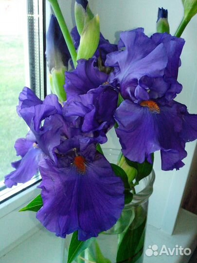 Ирис бородатый Paul Black (Джонсон, 2002)