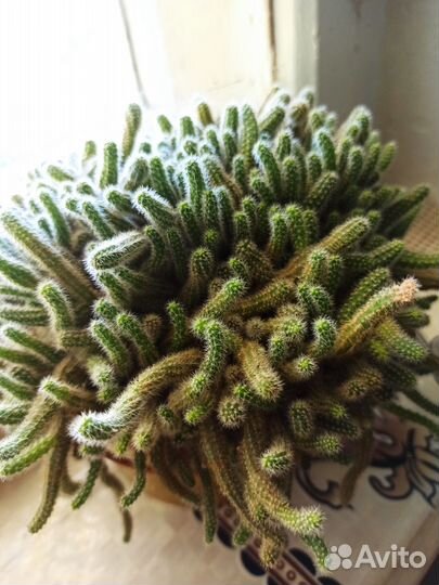 Кактусы и суккуленты