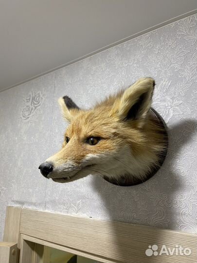 Чучело лисы