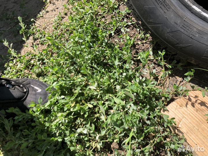 Pirelli Ice Zero 205/55 R16