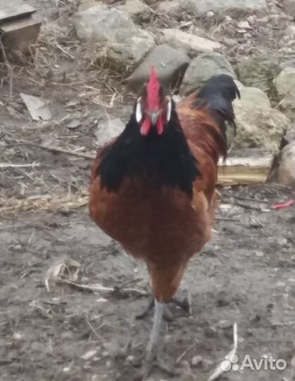 Цыплята китайской шелковой и инкубационное яйцо