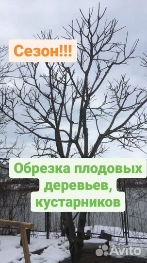 Обрезка плодовых деревьев