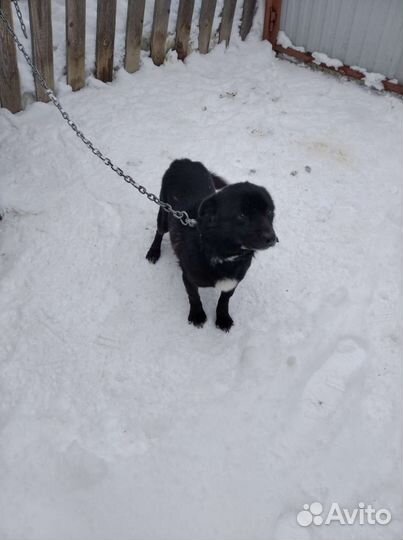 Маленькая собака в добрые руки бесплатно