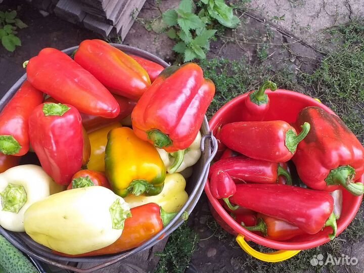 Помидоры, Перец болгарский