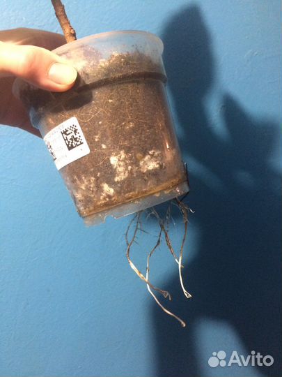 Сортовые фикусы(в том числе редкие)