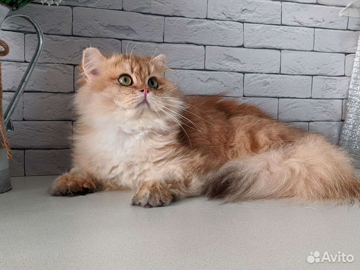 Золотые клубные британцы