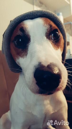 Джек Рассел терьер вязка