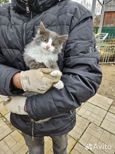 Бенгальская кошка в добрые руки