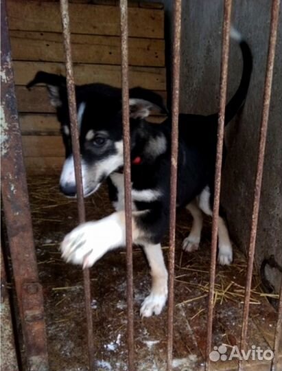 Гриша в дар