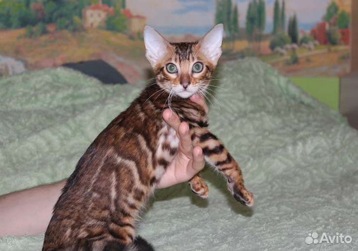 Бенгальская