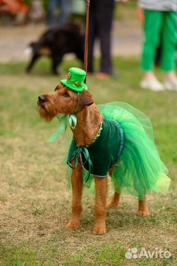 Щенки ирландского терьера