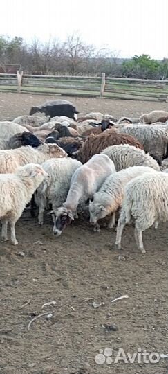 Овцы бараны