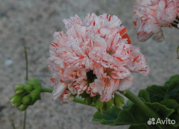 Пеларгония Orange Glitter