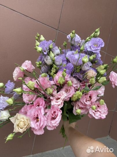 Шикарная эустоиа