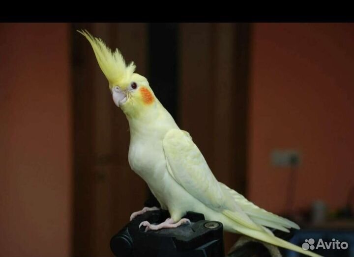 Попугай корелла отдам