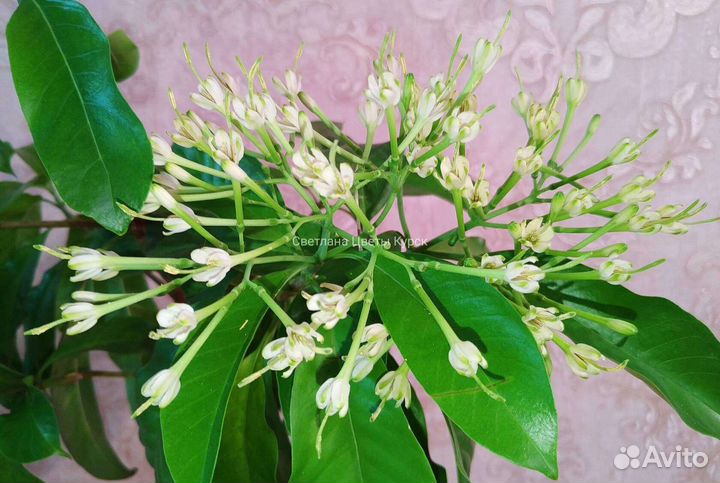 Таренна, Табернемонтана, паветта