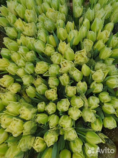 Тюльпаны к 8 марта оптом