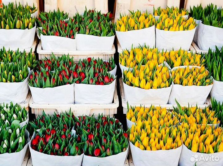 Тюльпаны опт разные цвета