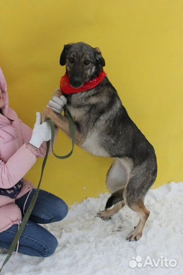 Мили в добрые руки