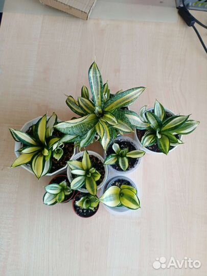 Сансевиерии сортовые