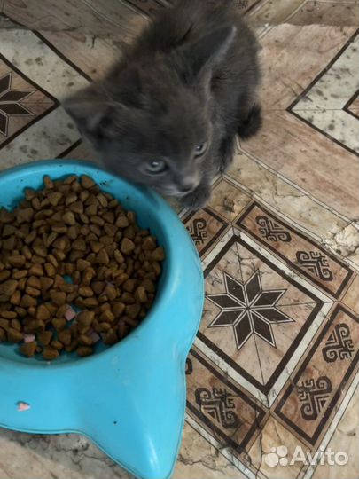 Отдам в добрые руки