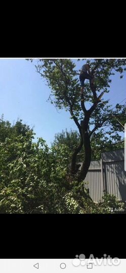 Спил деревьев