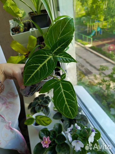 Сингониумы, сциндапсусы